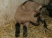 nový prírastok - capko hnedej kozy krátkosrstej